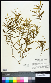 Croton linearis image