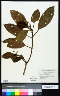 Croton poecilanthus image