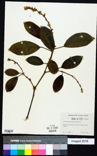 Croton poecilanthus image