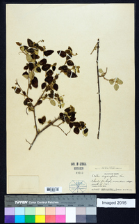 Croton origanifolius image