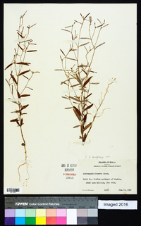 Croton linearis image