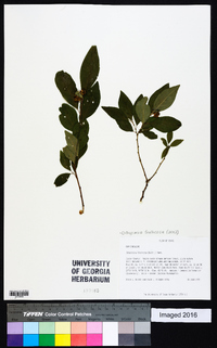 Ditrysinia fruticosa image