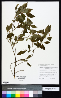 Ditrysinia fruticosa image