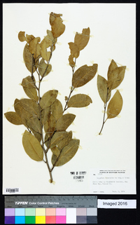 Drypetes diversifolia image