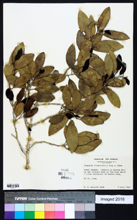 Drypetes diversifolia image