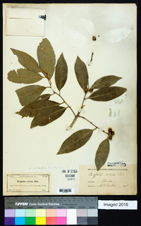 Drypetes lateriflora image