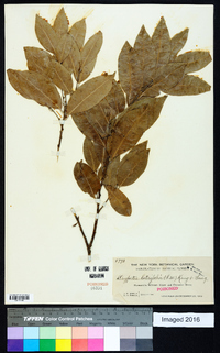 Drypetes lateriflora image