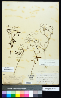 Euphorbia curtisii image