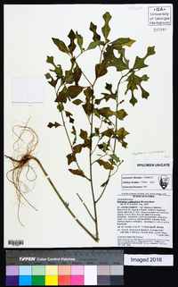 Euphorbia cyathophora image