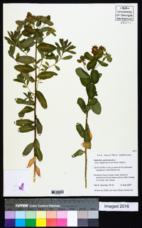 Euphorbia epithymoides image