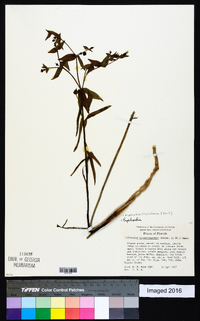 Euphorbia floridana image