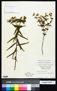 Euphorbia floridana image