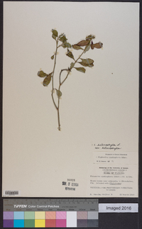 Euphorbia heterophylla image