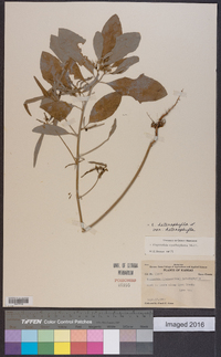 Euphorbia heterophylla var. heterophylla image