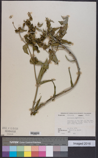 Euphorbia lathyris image