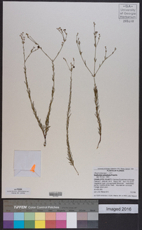 Euphorbia polyphylla image