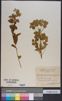 Euphorbia boissieriana image