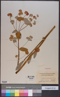 Euphorbia darlingtonii image