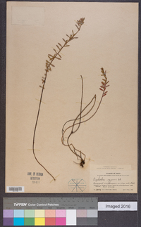 Euphorbia eggersii image