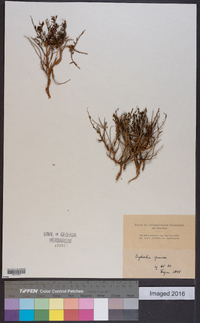 Euphorbia spinosa image