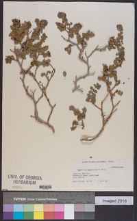 Euphorbia tomentulosa image