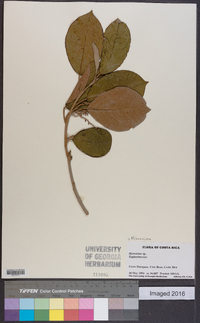 Image Associated With the Occurence
