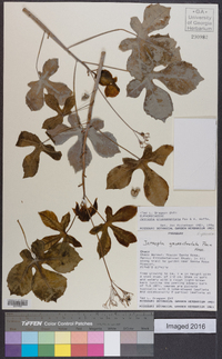 Jatropha grossidentata image