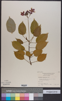 Jatropha integerrima image