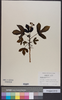 Jatropha gossypiifolia image