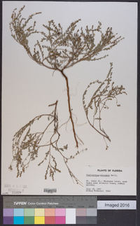 Phyllanthus abnormis image