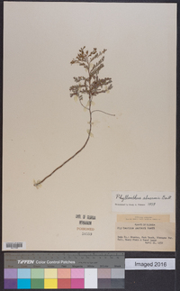 Phyllanthus abnormis image