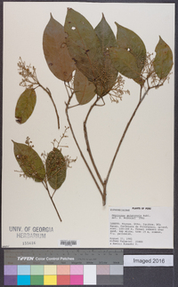 Maprounea guianensis image