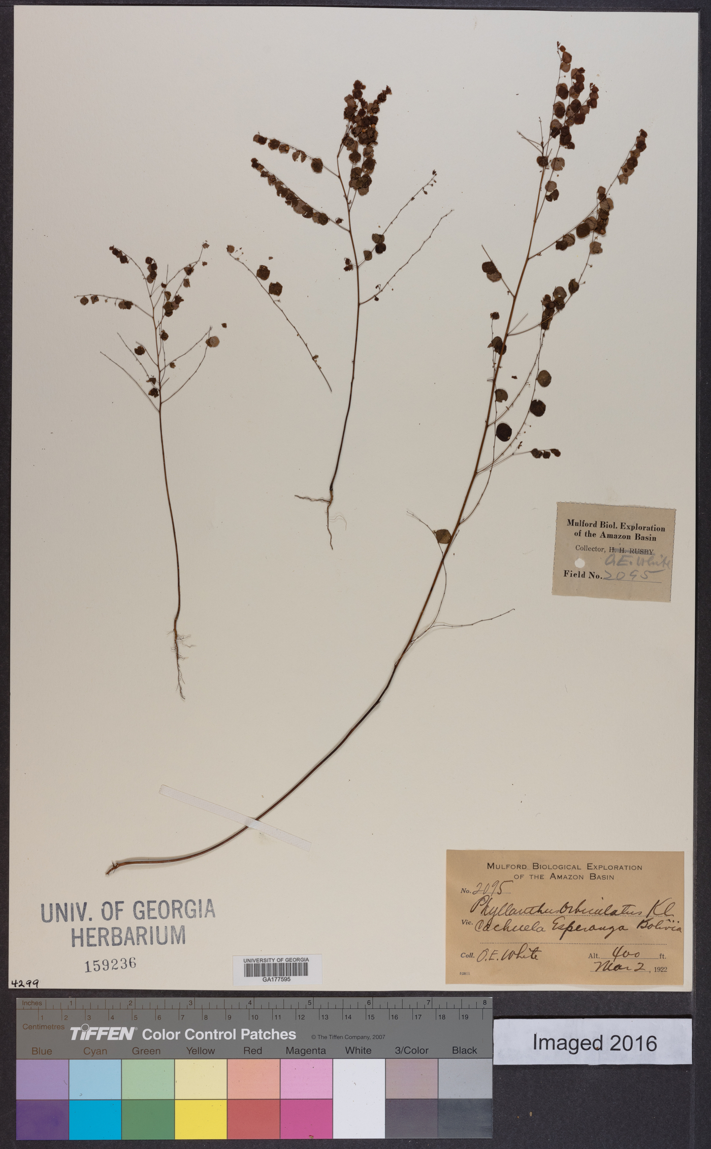 Phyllanthus orbiculatus image