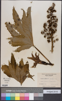 Ricinus communis image