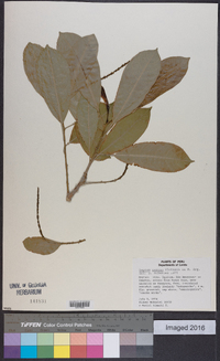 Sapium glandulosum image