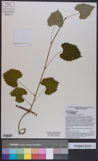 Muscadinia rotundifolia image