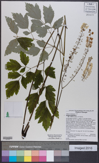 Actaea racemosa image