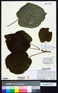 Actinidia chinensis var. deliciosa image