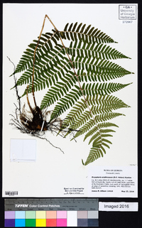 Dryopteris erythrosora image