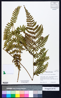 Dryopteris erythrosora image