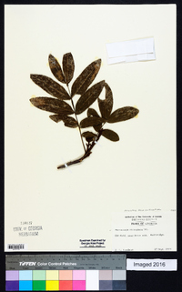 Pterocarya stenoptera image