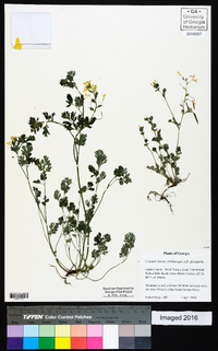 Corydalis flavula image