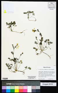 Corydalis flavula image