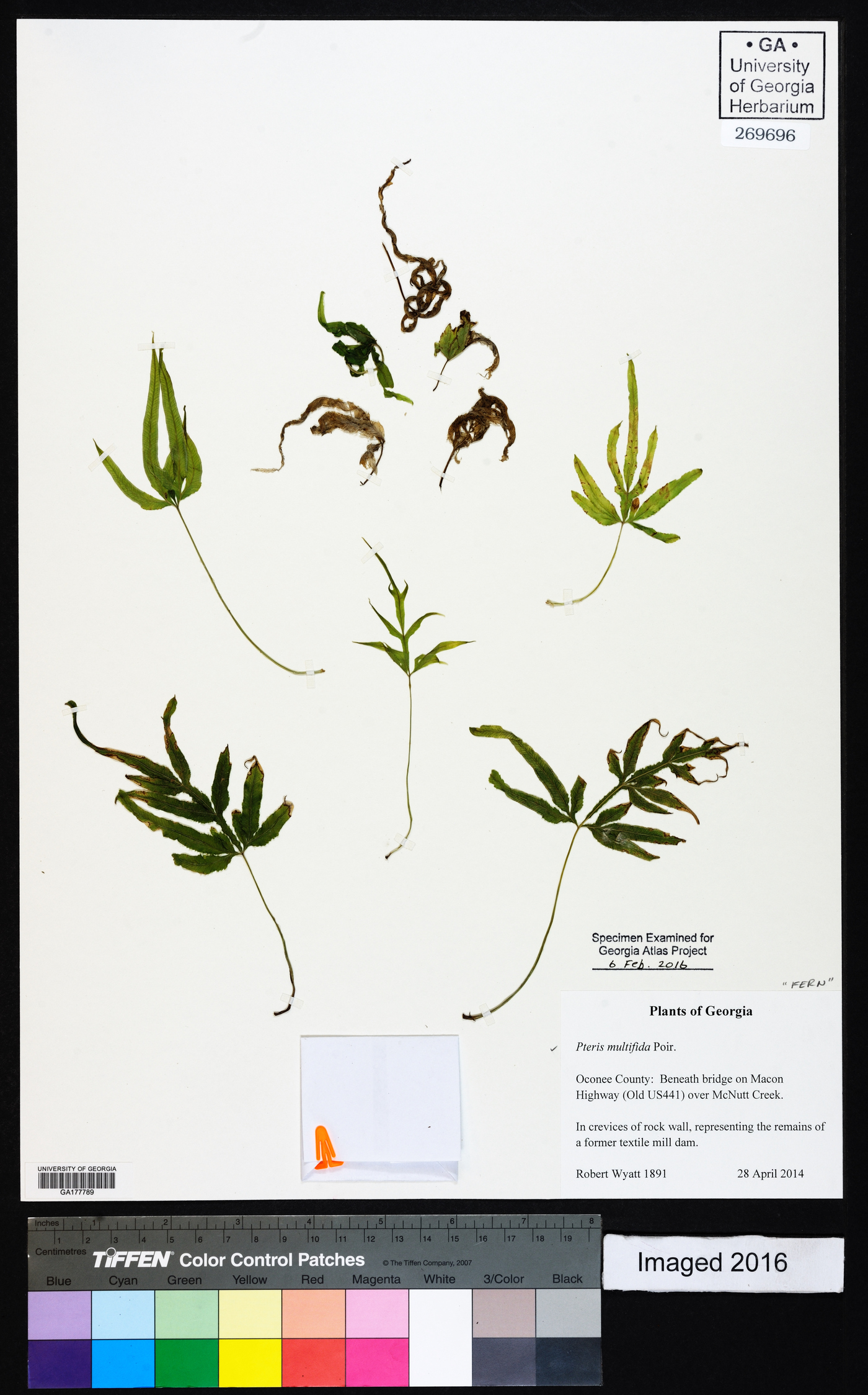 Pteris multifida image