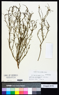 Stillingia linearifolia image