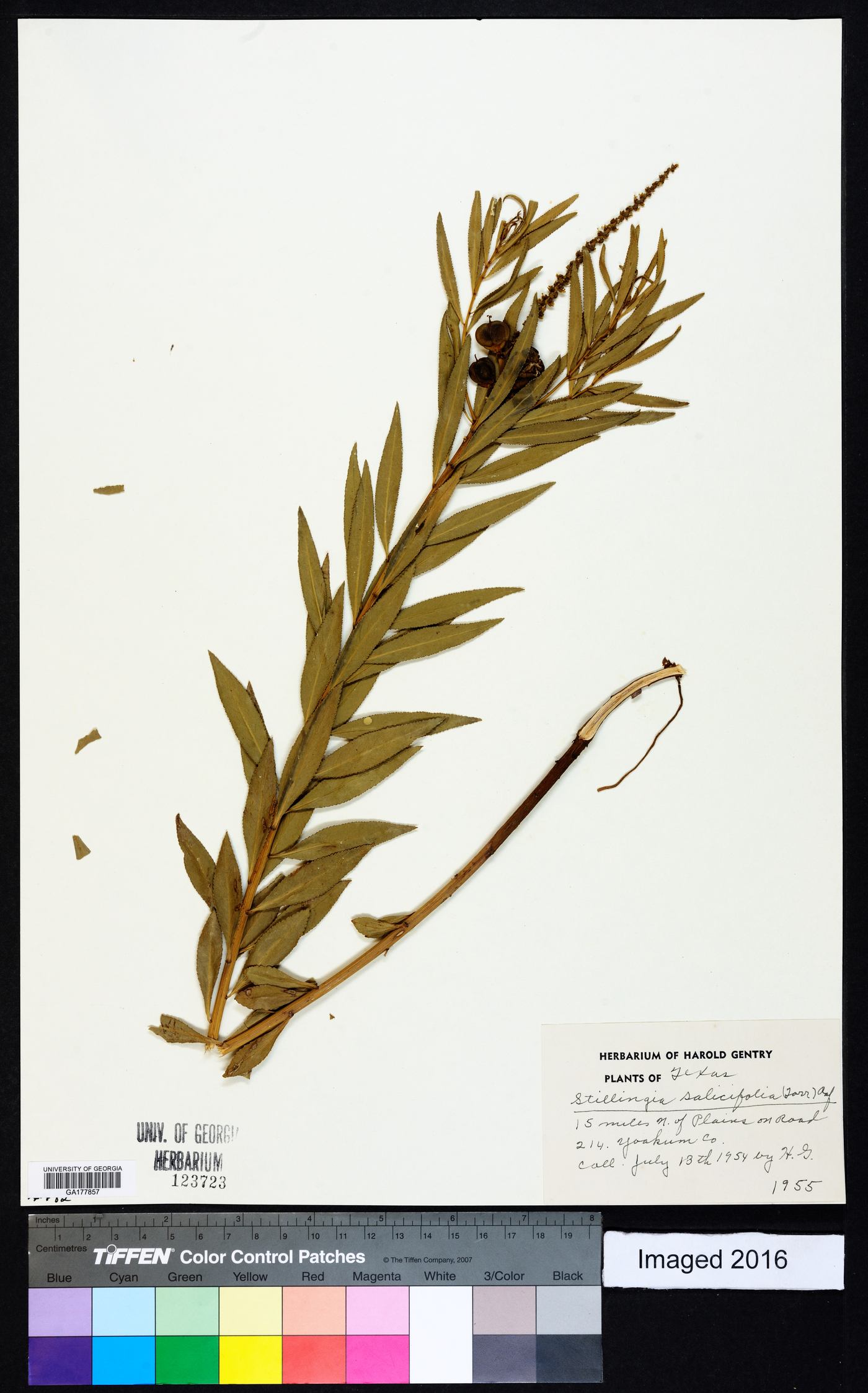 Stillingia sylvatica subsp. sylvatica image