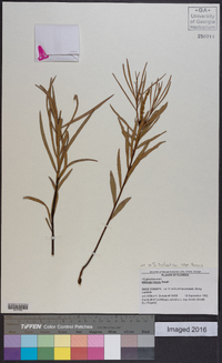 Stillingia sylvatica subsp. tenuis image