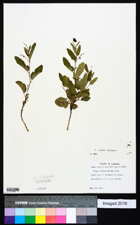 Tragia betonicifolia image