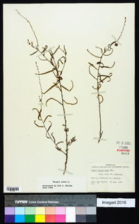 Tragia linearifolia image