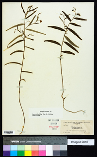 Tragia urens image